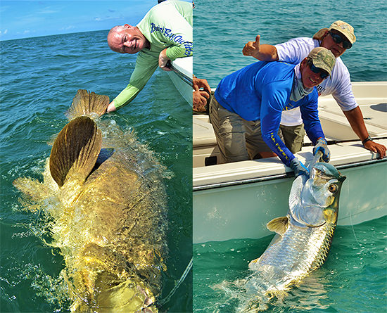 Huge Goliath Grouper and tarpon caught off Boca Grande, FL on a charter fishing trip.